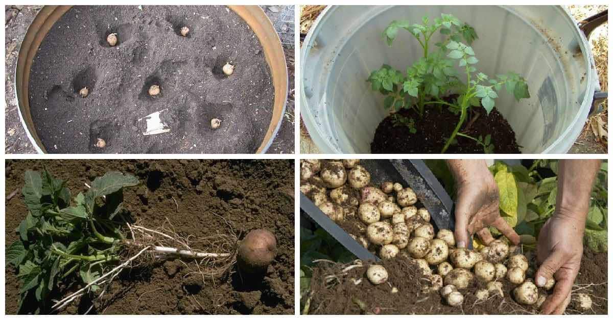 7 Astuces pour cultiver des pommes de terre à la maison 10