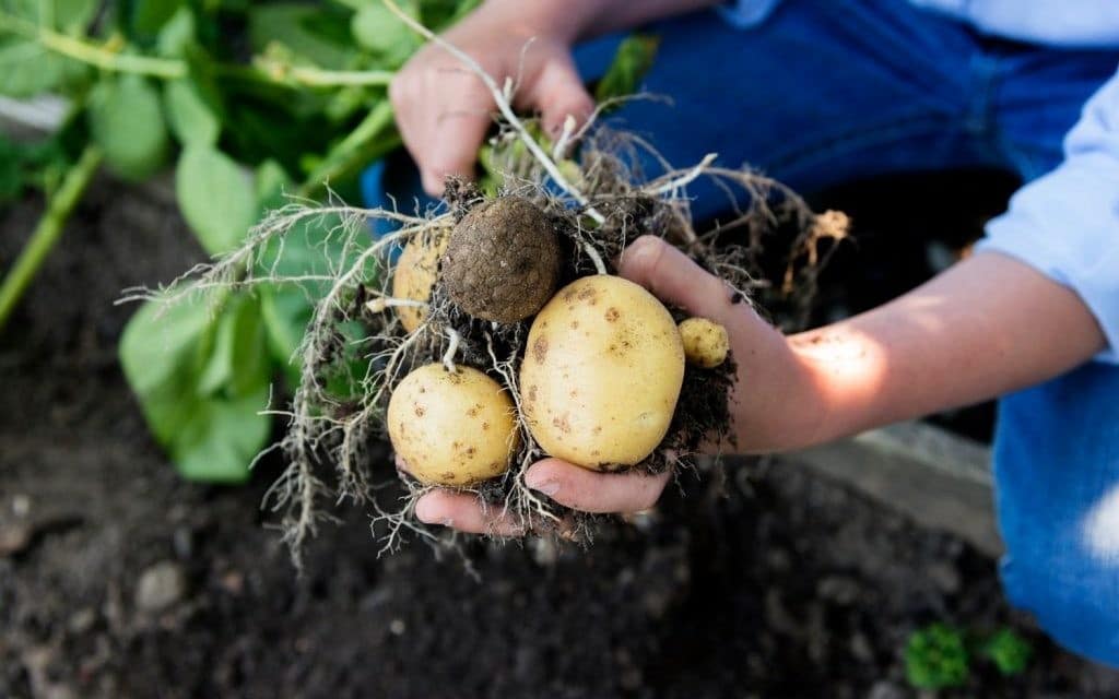 7 Astuces pour cultiver des pommes de terre à la maison 9