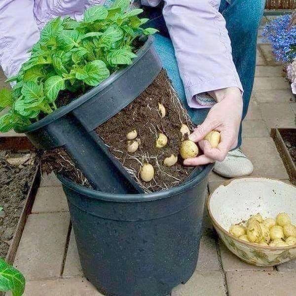 7 Astuces pour cultiver des pommes de terre à la maison 14