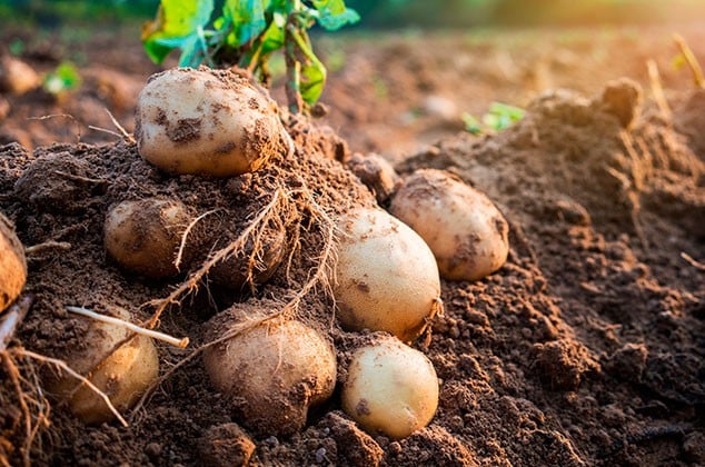 7 Astuces pour cultiver des pommes de terre à la maison 5
