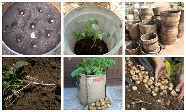 7 Astuces pour cultiver des pommes de terre à la maison 6