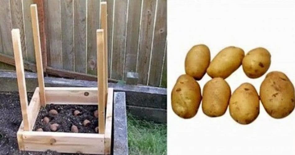 7 Astuces pour cultiver des pommes de terre à la maison 1