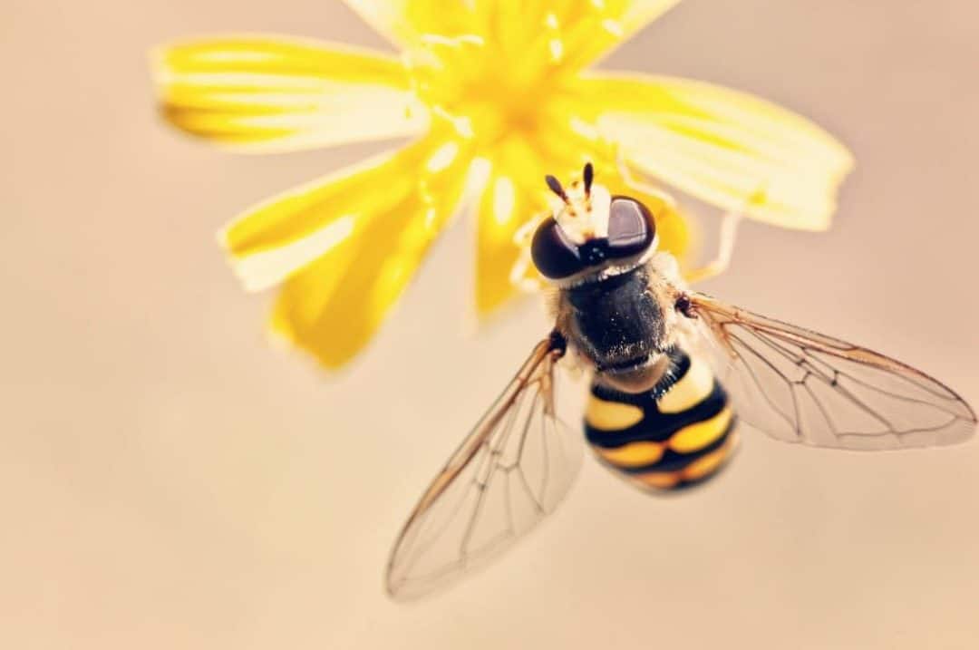 Abeille : La Vraie Signification Spirituelle & 9 Interprétations