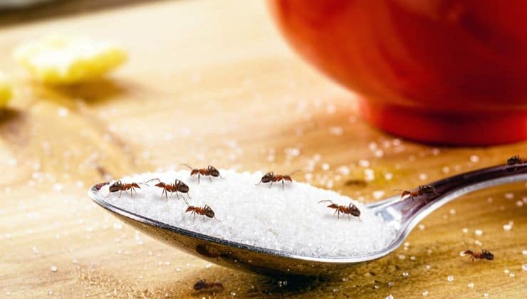 Balcon sans fourmis : astuces naturelles pour une paix retrouvée ! 3 Balcon sans fourmis : astuces naturelles pour une paix retrouvée ! 3