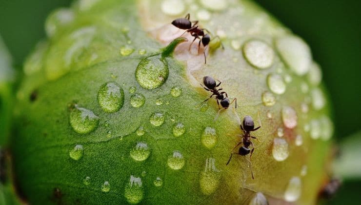Balcon sans fourmis : astuces naturelles pour une paix retrouvée ! 2 Balcon sans fourmis : astuces naturelles pour une paix retrouvée ! 2