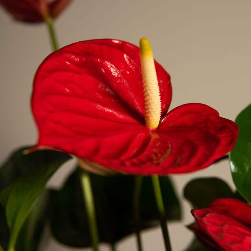 Anthurium : une explosion de fleurs avec un seul comprimé 6 Anthurium : une explosion de fleurs avec un seul comprimé 6