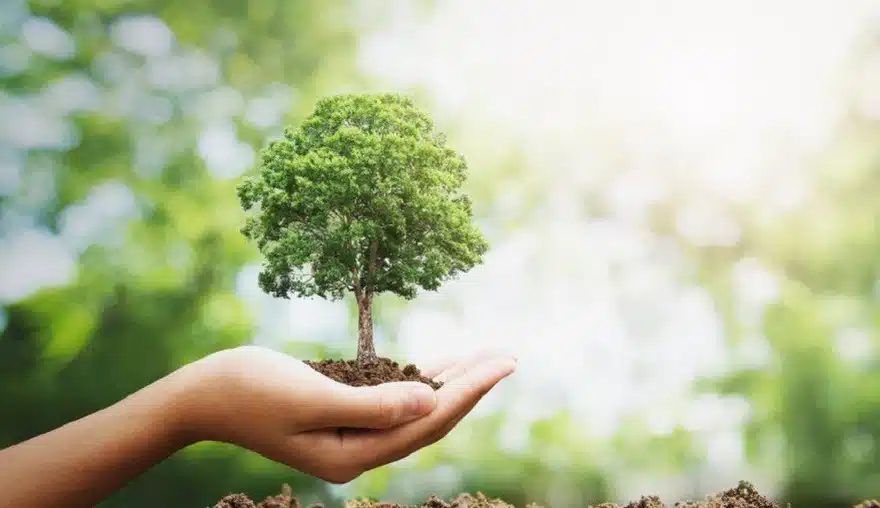 Arbre : La Vraie Signification Spirituelle & Les interprétations possibles 3 Arbre : La Vraie Signification Spirituelle & Les interprétations possibles 3