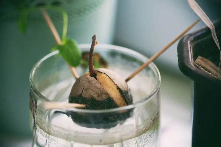 Arrêtez de dépenser en avocats : apprenez à les faire pousser dans un petit pot à la maison 2 Arrêtez de dépenser en avocats : apprenez à les faire pousser dans un petit pot à la maison 2