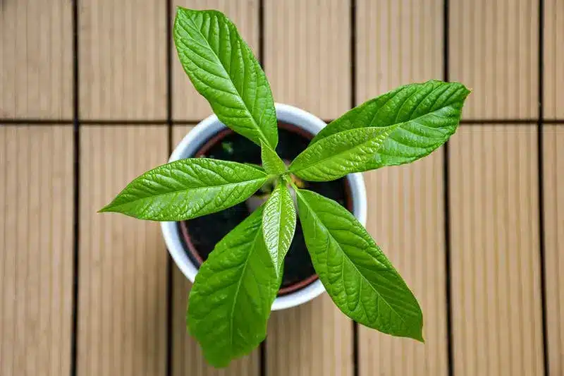 Arrêtez de dépenser en avocats : apprenez à les faire pousser dans un petit pot à la maison 1 Arrêtez de dépenser en avocats : apprenez à les faire pousser dans un petit pot à la maison 1