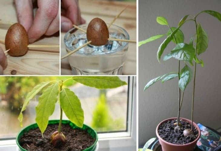 Arrêtez de dépenser en avocats : apprenez à les faire pousser dans un petit pot à la maison 4 Arrêtez de dépenser en avocats : apprenez à les faire pousser dans un petit pot à la maison 4