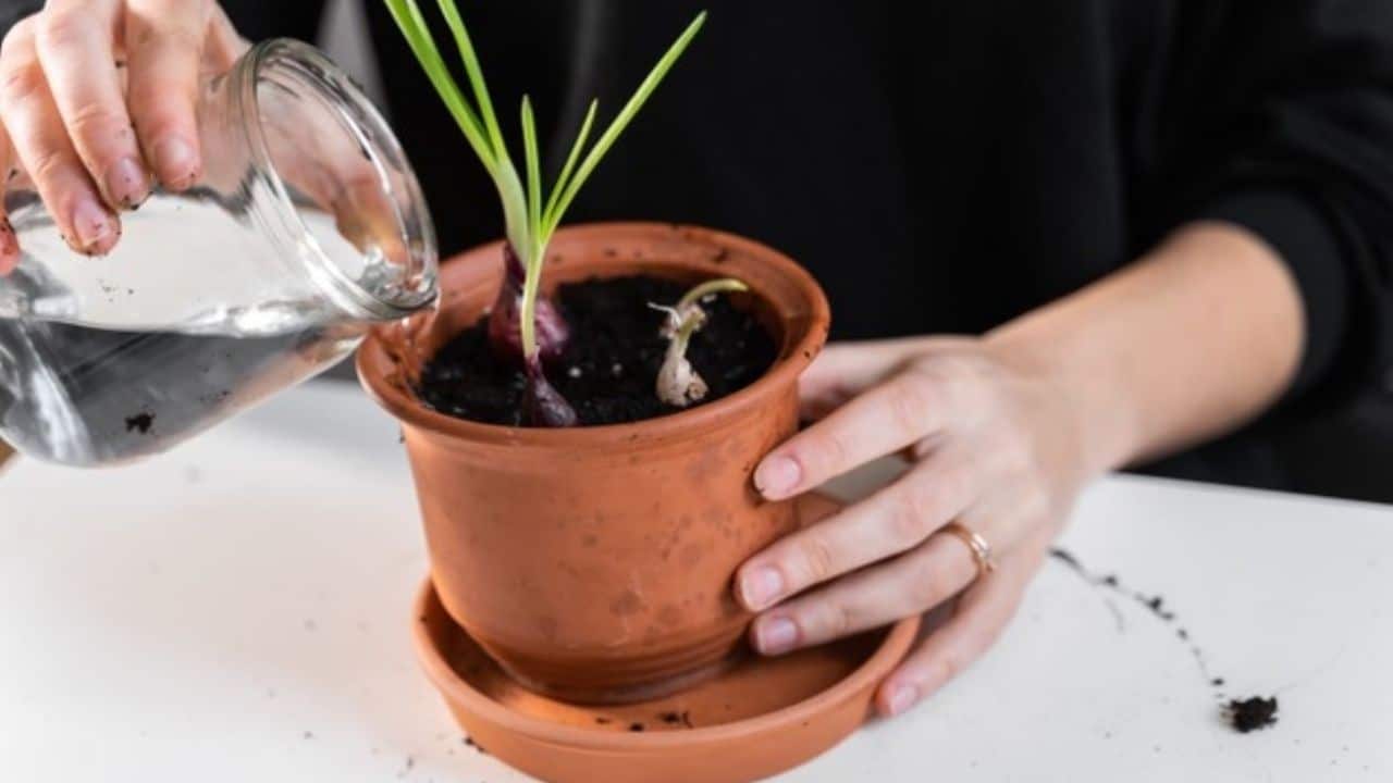 Arrêtez de dépenser en avocats : apprenez à les faire pousser dans un petit pot à la maison 11 Arrêtez de dépenser en avocats : apprenez à les faire pousser dans un petit pot à la maison 11