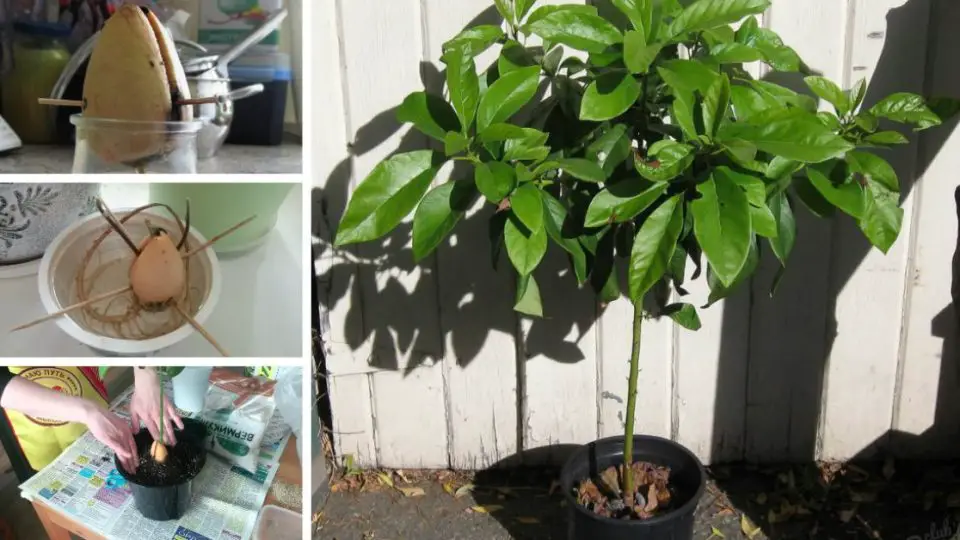 Arrêtez de dépenser en avocats : apprenez à les faire pousser dans un petit pot à la maison 8 Arrêtez de dépenser en avocats : apprenez à les faire pousser dans un petit pot à la maison 8