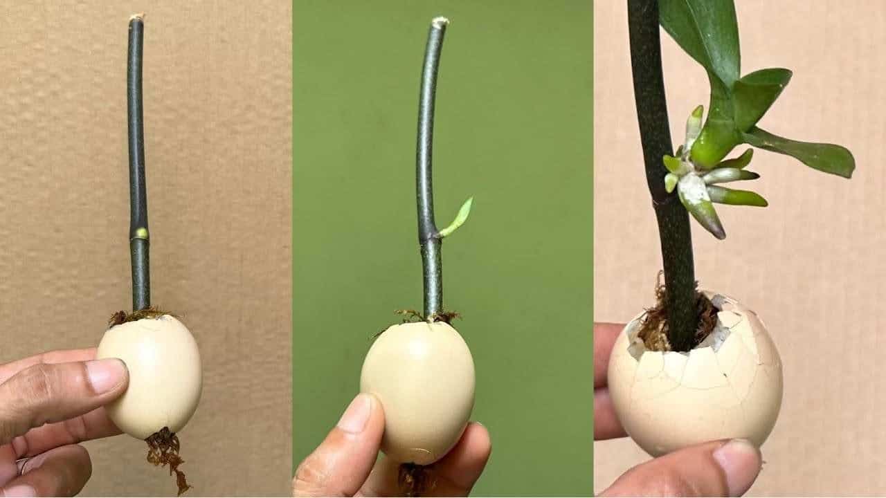 Cette astuce fait pousser les branches et les semis rapidement : ils n'arrêteront pas de fleurir 1 Cette astuce fait pousser les branches et les semis rapidement : ils n'arrêteront pas de fleurir 1