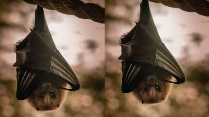 Chauve Souris : La Vraie Signification Spirituelle + Ses 9 Interprétations