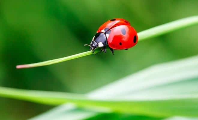 Coccinelle Signification Spirituelle : Le Mystère Dévoilé ! 3