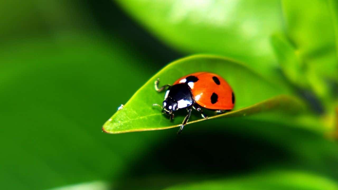 Coccinelle Signification Spirituelle : Le Mystère Dévoilé ! 4