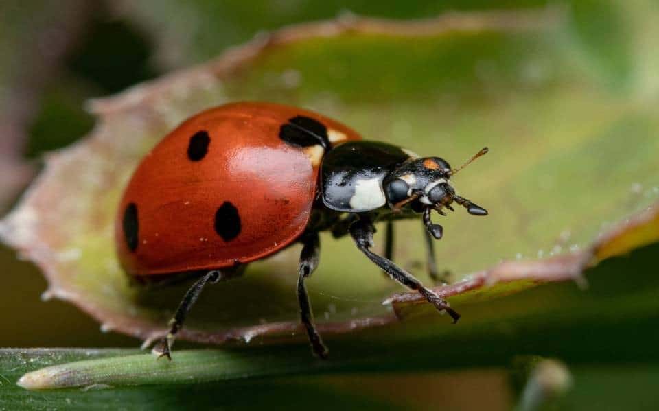 Coccinelle Signification Spirituelle : Le Mystère Dévoilé ! 5
