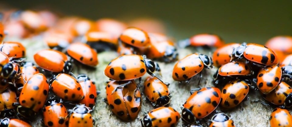 Coccinelle Signification Spirituelle : Le Mystère Dévoilé ! 2