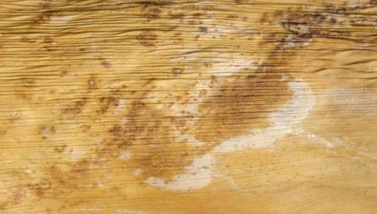 Taches de Javel sur le parquet : 14 Méthodes pour les retirer 3 Taches de Javel sur le parquet : 14 Méthodes pour les retirer 3
