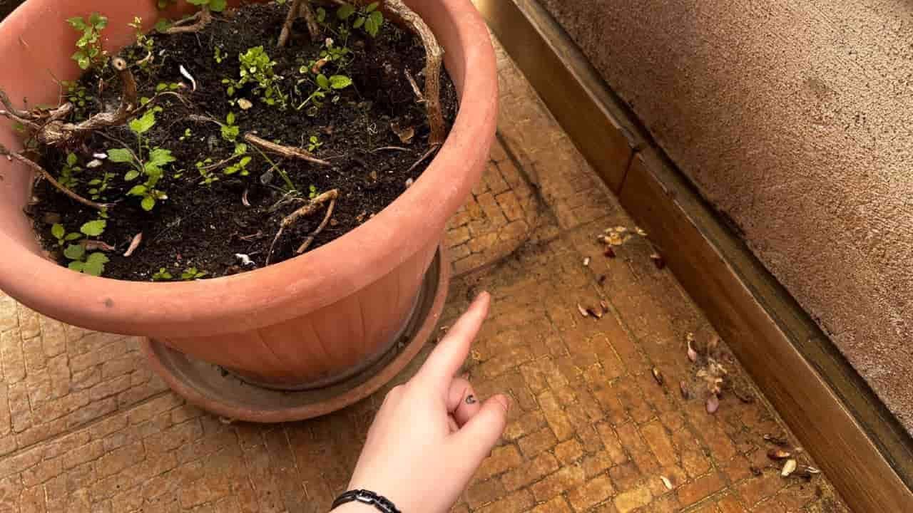 Comment enlever les auréoles de pot au sol ? 1