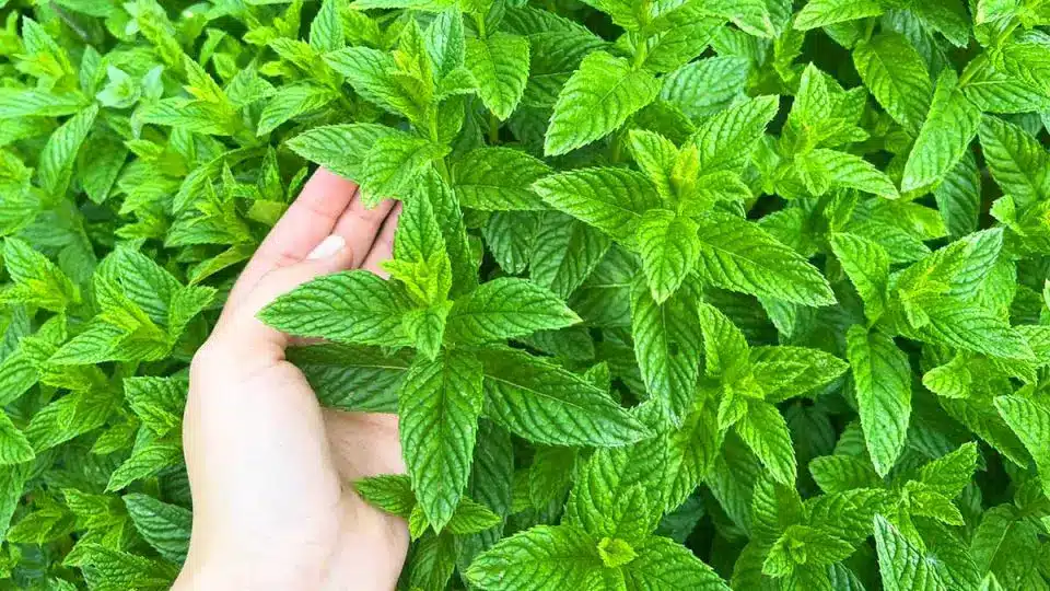 Comment faire pousser de la menthe à la maison et dans le jardin et l'avoir toujours belle 1 Comment faire pousser de la menthe à la maison et dans le jardin et l'avoir toujours belle 1