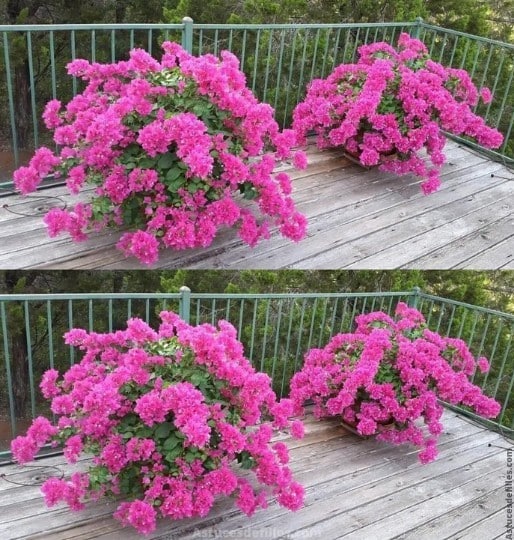 Comment faire pousser des bougainvilliers et les faire remplir de fleurs 1 Comment faire pousser des bougainvilliers et les faire remplir de fleurs 1