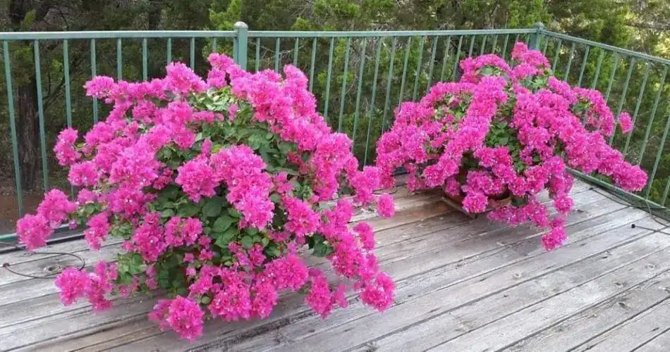 Comment faire pousser des bougainvilliers et les faire remplir de fleurs 2 Comment faire pousser des bougainvilliers et les faire remplir de fleurs 2