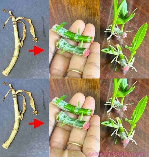 Le secret inédit pour un jardin rempli d'orchidées 1 Le secret inédit pour un jardin rempli d'orchidées 1