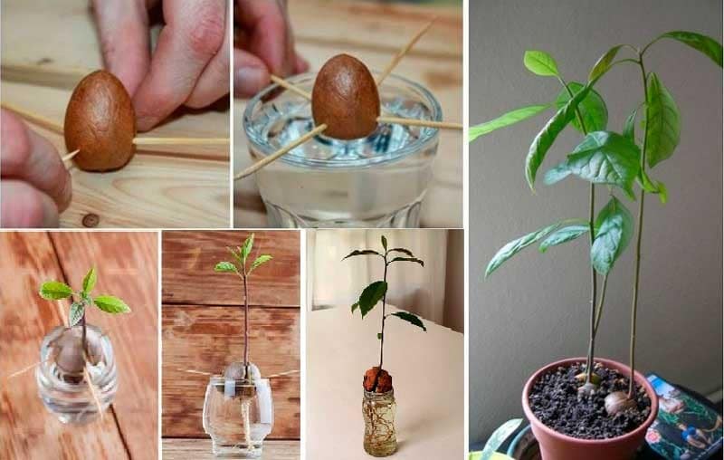 Cultiver Un Avocat Chez Soi à partir d’une graine Pour En Avoir à l'Infini ! 2 Cultiver Un Avocat Chez Soi à partir d’une graine Pour En Avoir à l'Infini ! 2