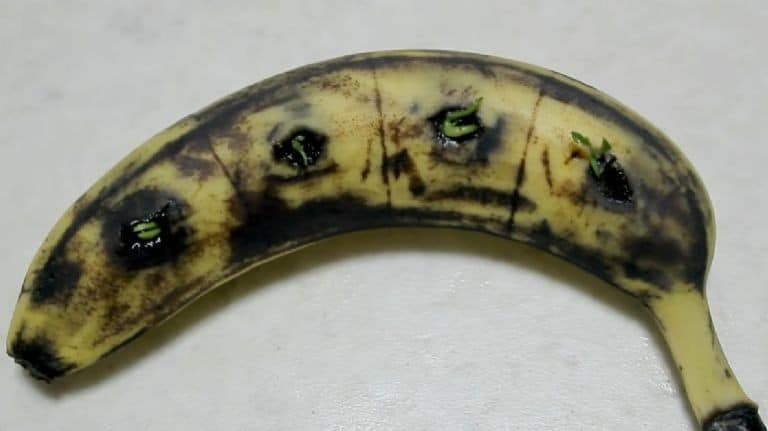 Faire Pousser un Citronnier : L'Astuce Géniale de la Banane 2 Faire Pousser un Citronnier : L'Astuce Géniale de la Banane 2