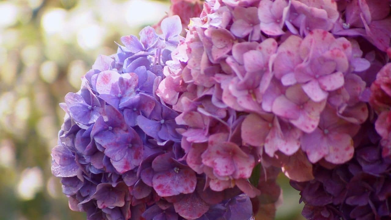 Hortensias : Le guide ultime pour une floraison exceptionnelle 8