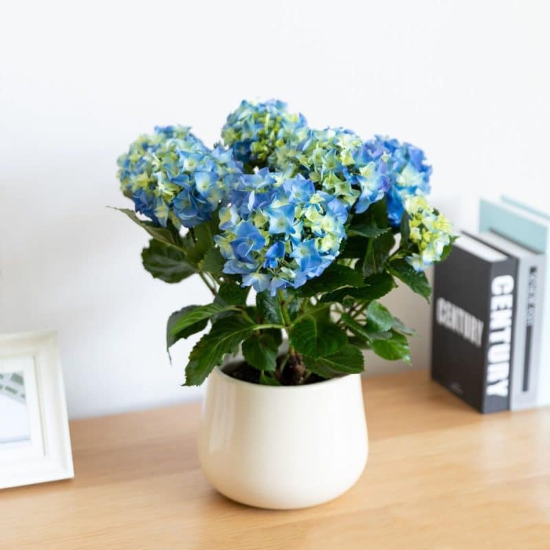 Hortensias : Le guide ultime pour une floraison exceptionnelle 20 Hortensias : Le guide ultime pour une floraison exceptionnelle 20