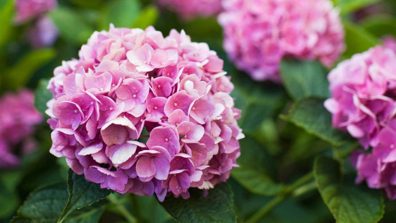 Hortensias : Le guide ultime pour une floraison exceptionnelle 9