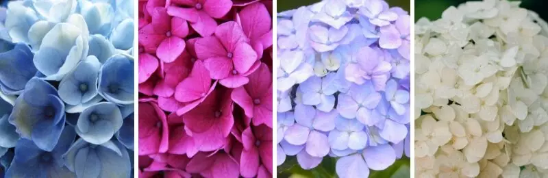 Hortensias : Le guide ultime pour une floraison exceptionnelle 11