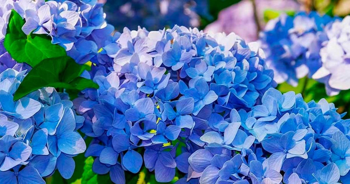 Hortensias : Le guide ultime pour une floraison exceptionnelle 14