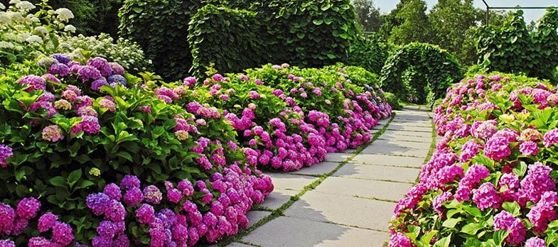 Hortensias : Le guide ultime pour une floraison exceptionnelle 15