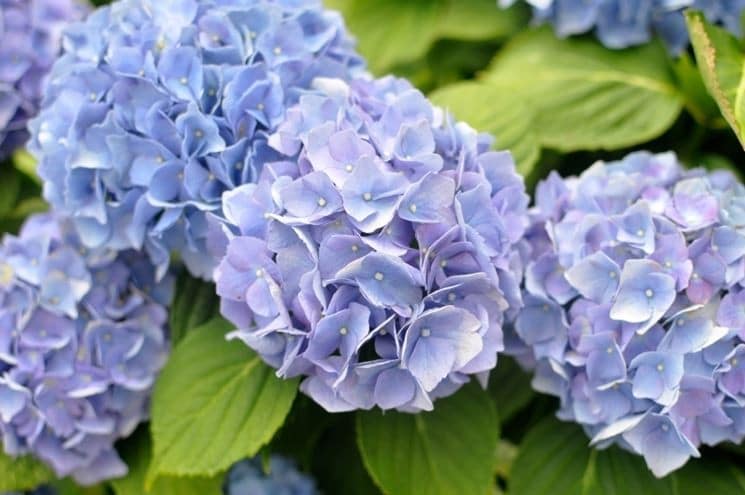 Hortensias : Le guide ultime pour une floraison exceptionnelle 16