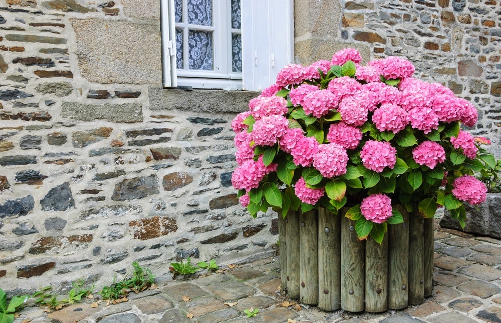 Hortensias : Le guide ultime pour une floraison exceptionnelle 19