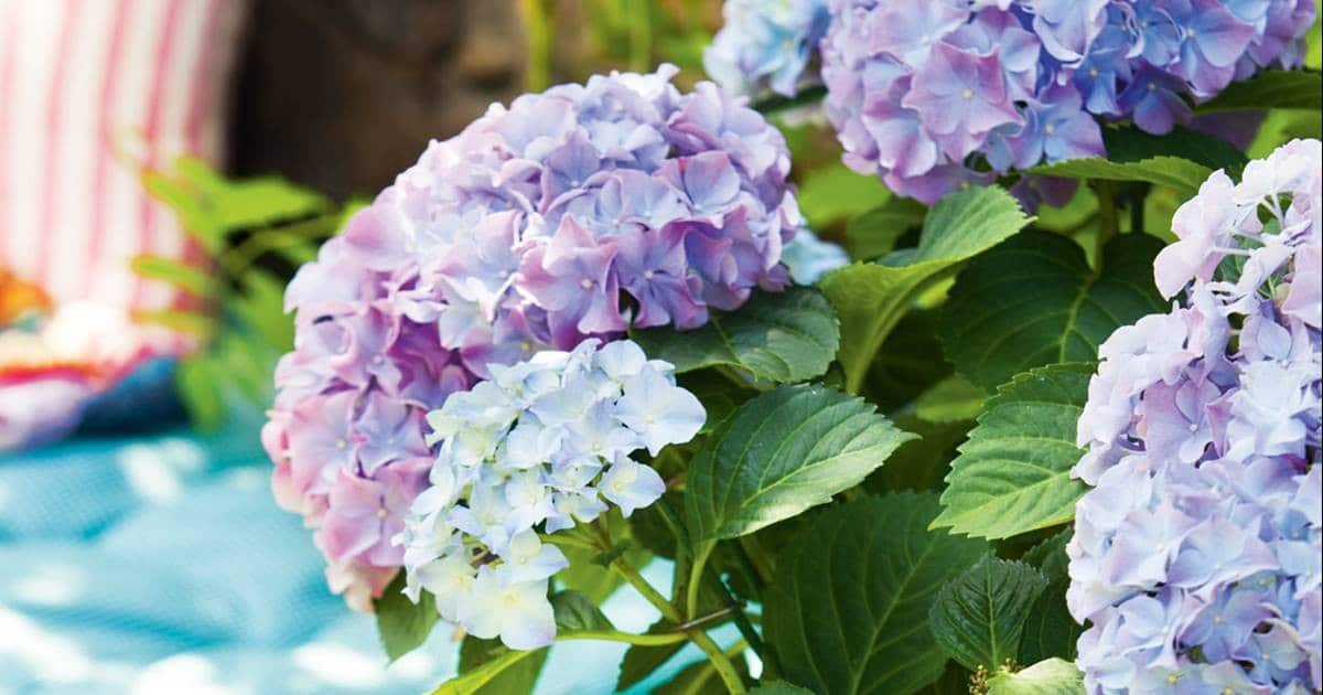 Hortensias : Le guide ultime pour une floraison exceptionnelle 4