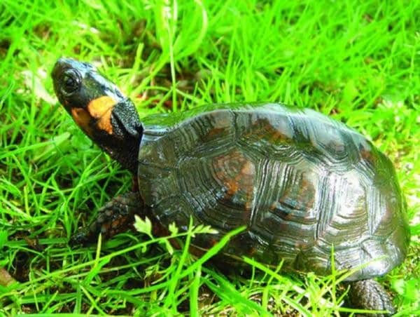 La Tortue & La Vraie Signification Spirituelle + Ses Interprétations 2 La Tortue & La Vraie Signification Spirituelle + Ses Interprétations 2