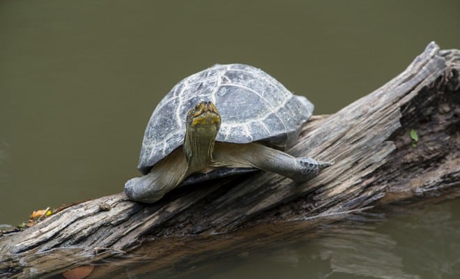 La Tortue & La Vraie Signification Spirituelle + Ses Interprétations 4 La Tortue & La Vraie Signification Spirituelle + Ses Interprétations 4