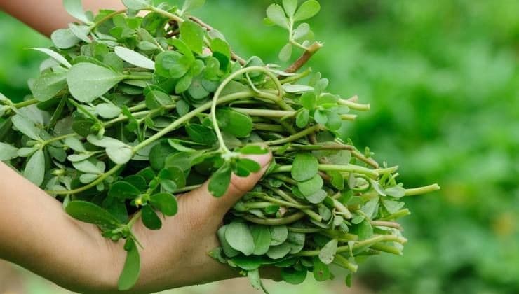 Le Potentiel Insoupçonné des Mauvaises Herbes: Le Cas du Pourpier 11 Le Potentiel Insoupçonné des Mauvaises Herbes: Le Cas du Pourpier 11
