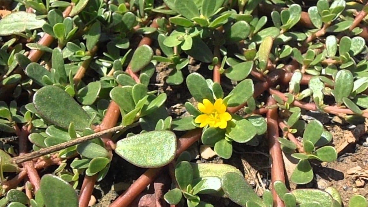 Le Potentiel Insoupçonné des Mauvaises Herbes: Le Cas du Pourpier 3 Le Potentiel Insoupçonné des Mauvaises Herbes: Le Cas du Pourpier 3