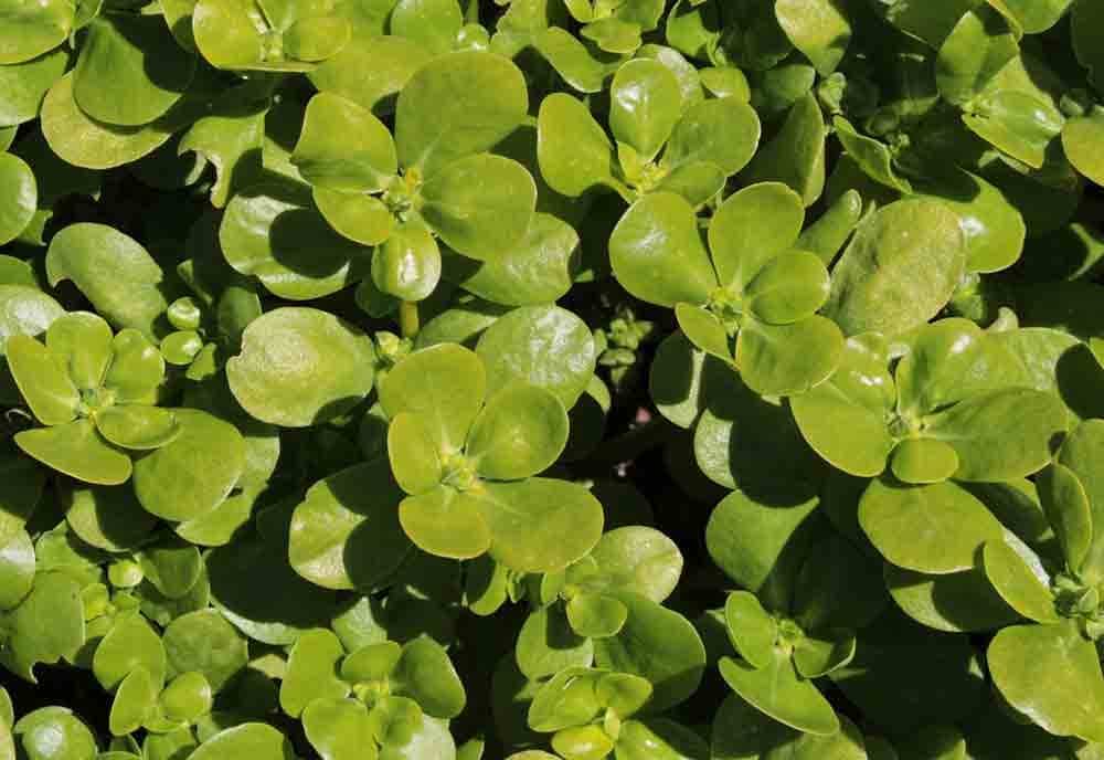 Le Potentiel Insoupçonné des Mauvaises Herbes: Le Cas du Pourpier 8 Le Potentiel Insoupçonné des Mauvaises Herbes: Le Cas du Pourpier 8