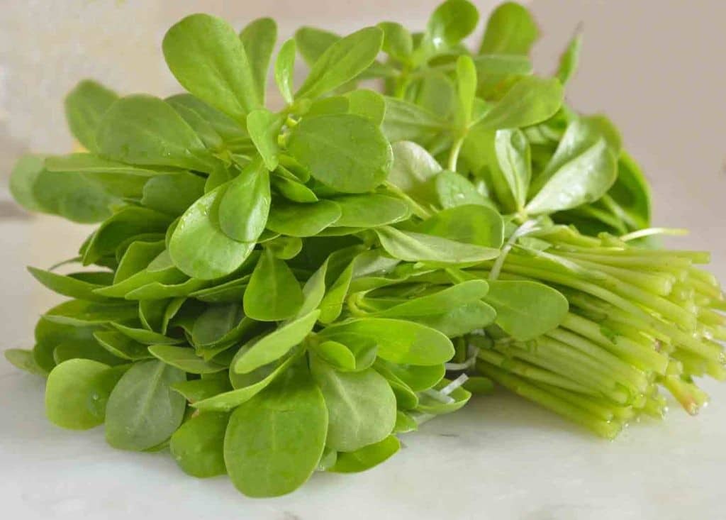 Le Potentiel Insoupçonné des Mauvaises Herbes: Le Cas du Pourpier 5 Le Potentiel Insoupçonné des Mauvaises Herbes: Le Cas du Pourpier 5