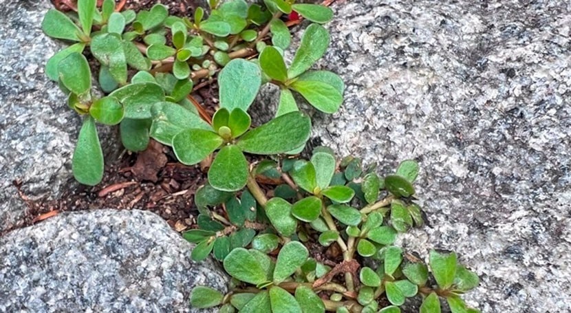 Le Potentiel Insoupçonné des Mauvaises Herbes: Le Cas du Pourpier 6 Le Potentiel Insoupçonné des Mauvaises Herbes: Le Cas du Pourpier 6