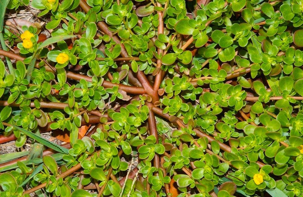 Le Potentiel Insoupçonné des Mauvaises Herbes: Le Cas du Pourpier 10 Le Potentiel Insoupçonné des Mauvaises Herbes: Le Cas du Pourpier 10