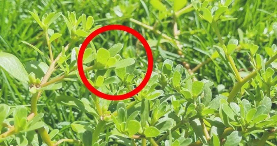 Le Pourpier : Une Plante en Or pour Votre Jardin 2 Le Pourpier : Une Plante en Or pour Votre Jardin 2