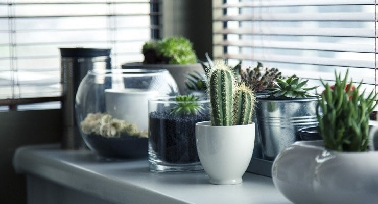 Le Pourpier : Une Plante en Or pour Votre Jardin 3 Le Pourpier : Une Plante en Or pour Votre Jardin 3
