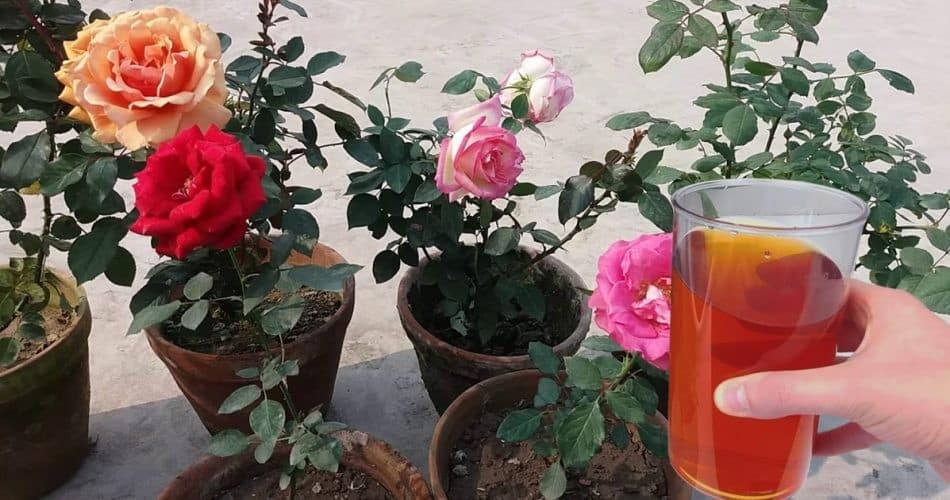 Le Secret de la Floraison Abondante : Un Guide pour les Amoureux des Plantes à Fleurs 1 Le Secret de la Floraison Abondante : Un Guide pour les Amoureux des Plantes à Fleurs 1